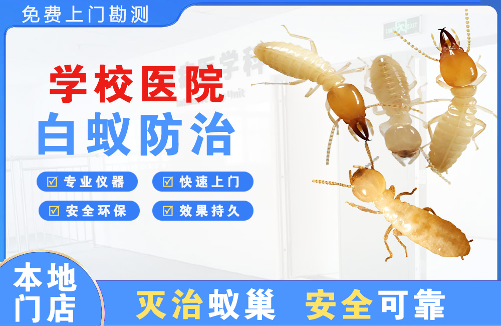 宿州学校医院白蚁防治